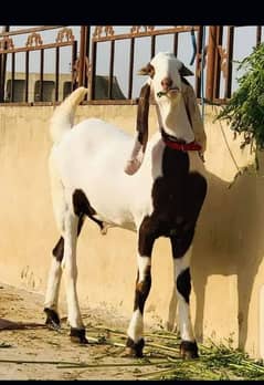 Bakra sell 0313/49/12/531