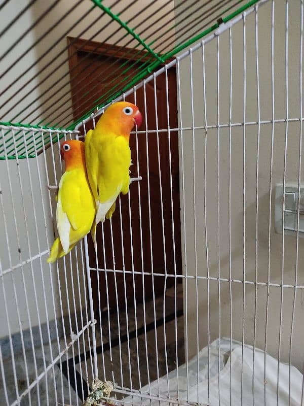 Love bird pursnata 2