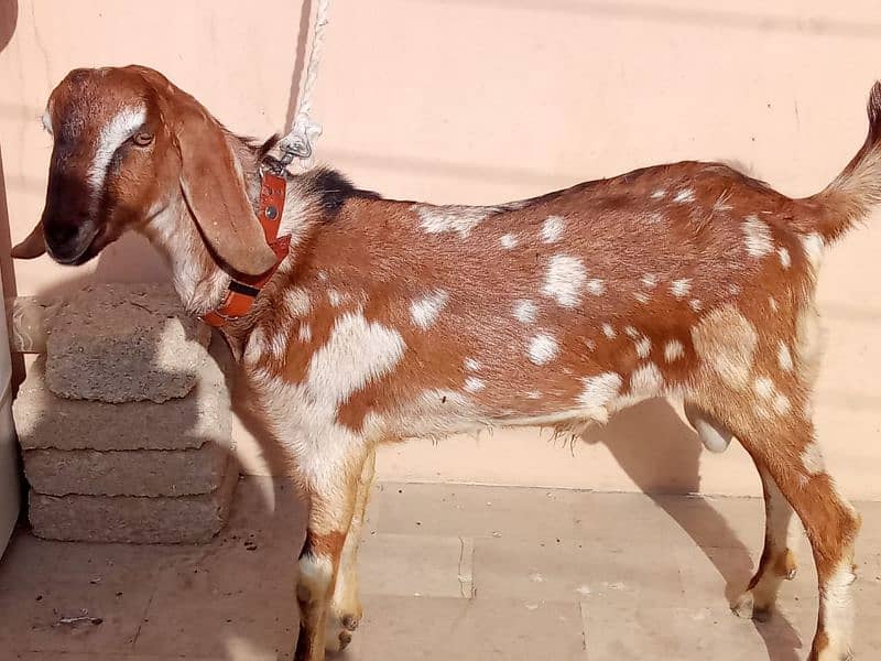 tapra bakra 2