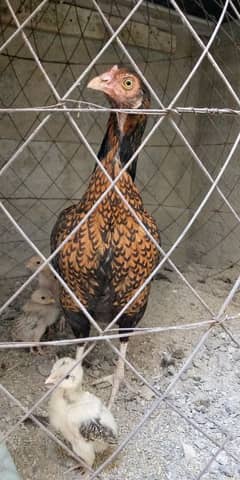 mianwali shajri female with 4 chicks