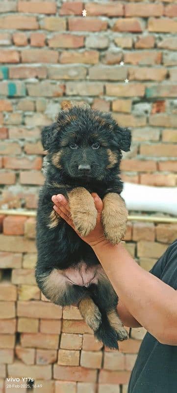 German shepherd puppies | For sale | German shepherd dogs | 1