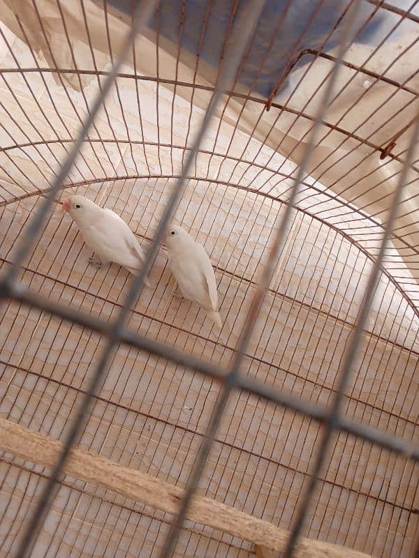 Albino and Budgie 0