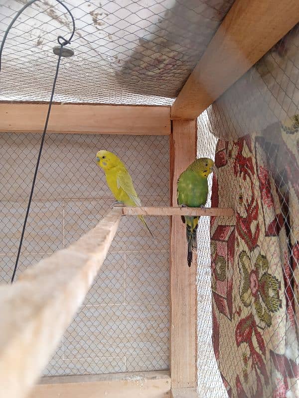 Albino and Budgie 1