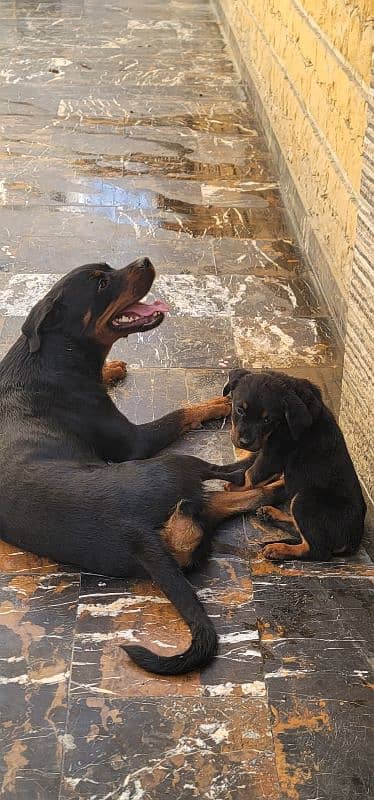 Rottweiler puppies 0