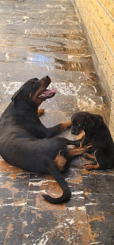 Rottweiler puppies 1