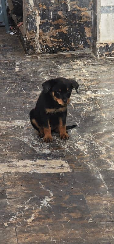 Rottweiler puppies 2