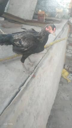 black aseel Madi Thai cross egg laying long hight