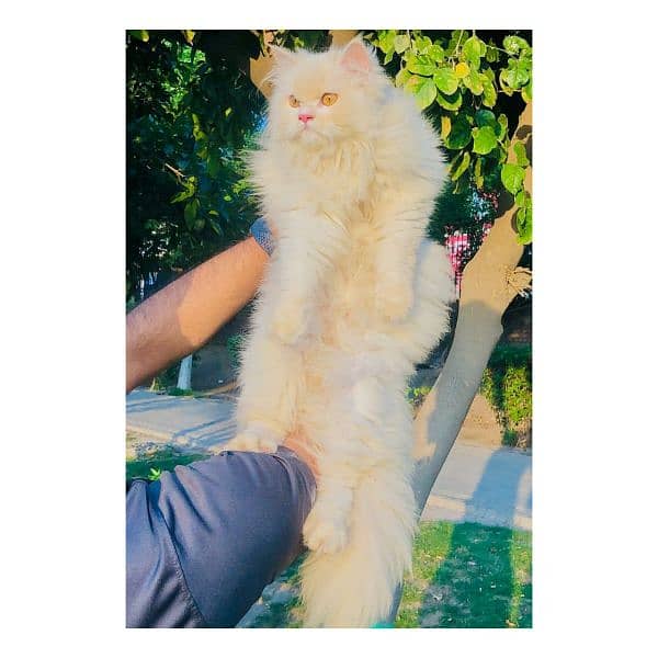 Persian hamalian british punch face piki face cat's and kitten's 7