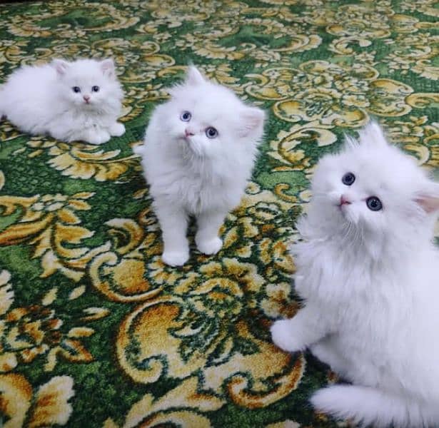 Adult cats available on adoption (kittens for sale only) 16