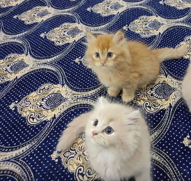 Adult cats available on adoption (kittens for sale only) 18