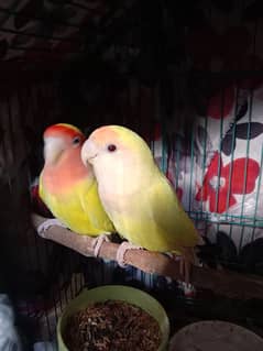 Lutino lovebirds and Budgies