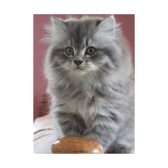 Persian hamalian british punch face piki face cat's and kitten's