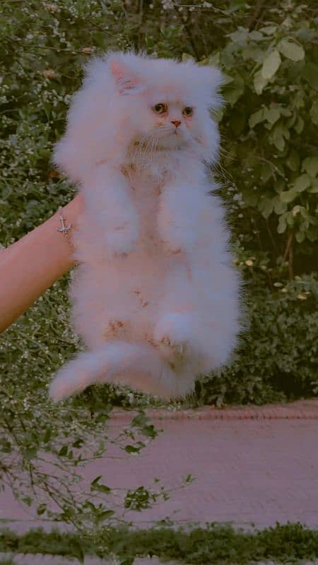 persian kitten 3