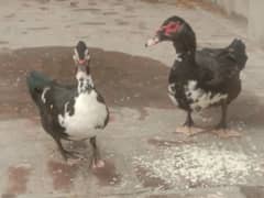 Beautiful duck pair for sale