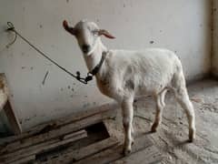 bakra for sale