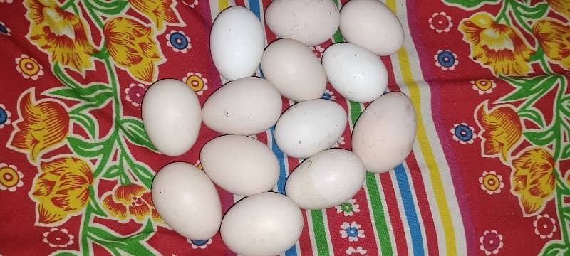 Aseal and aseal cross eggs available for hatch 1