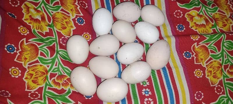 Aseal and aseal cross eggs available for hatch 5