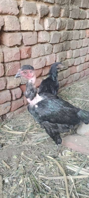 Aseal and aseal cross eggs available for hatch 9