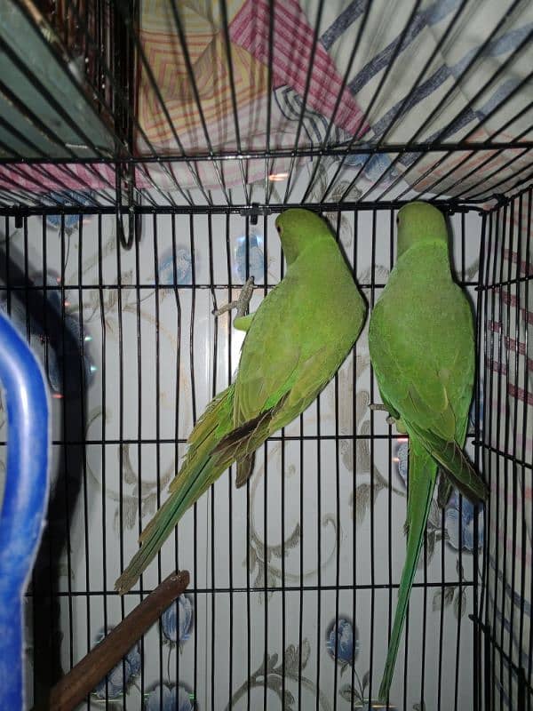 parrots for sale 1