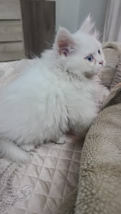 white punch face Persian cat