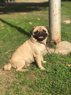 Confrim Breeder pug Female Available For Sale