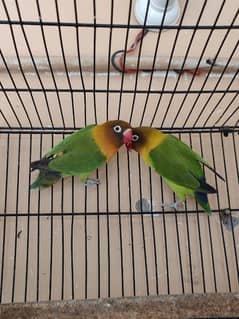 fisher , peach face lovebirds breeder pair