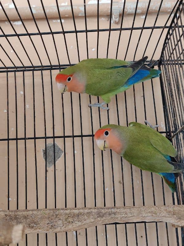 fisher , peach face lovebirds breeder pair 3