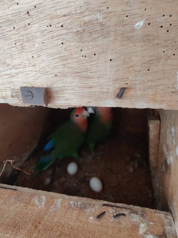 fisher , peach face lovebirds breeder pair 4