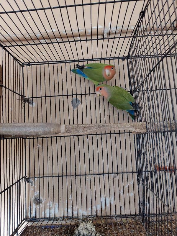 fisher , peach face lovebirds breeder pair 5