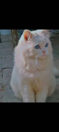 Persian Cat  Blue Eyes