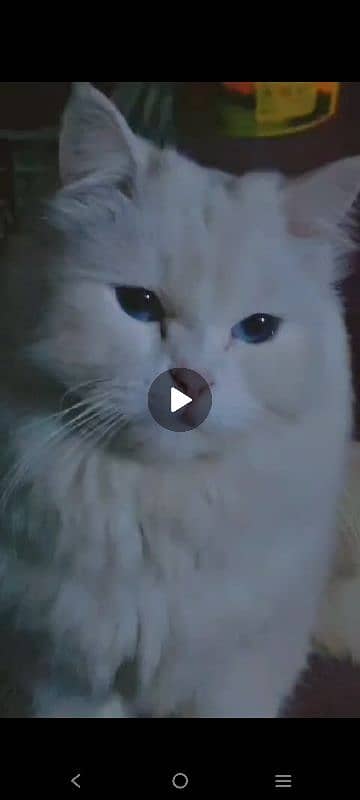 Persian Cat  Blue Eyes 1