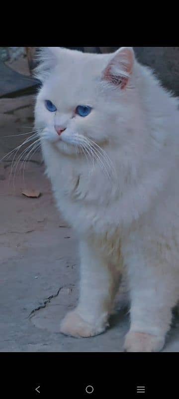 Persian Cat  Blue Eyes 3