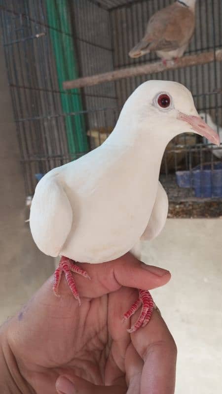 khumray pair for sale with 2 baby and desi hens pair for sale 0