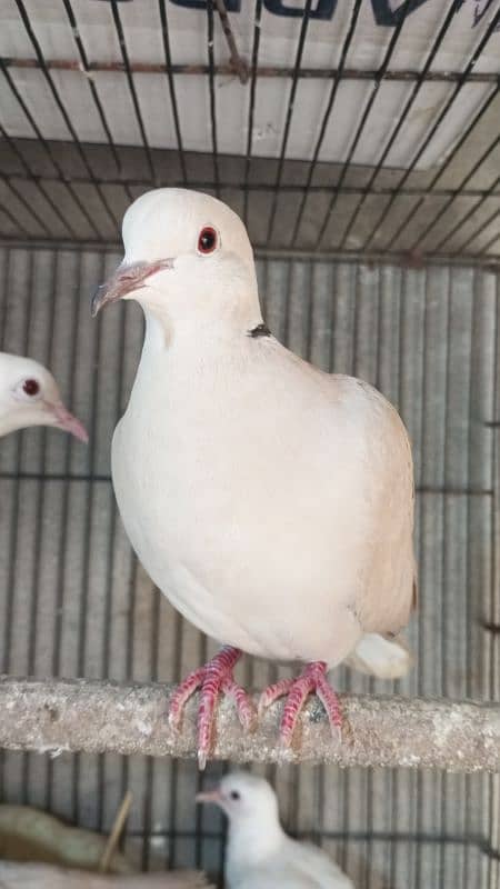 khumray pair for sale with 2 baby and desi hens pair for sale 2