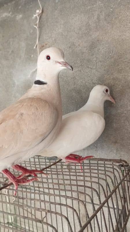 khumray pair for sale with 2 baby and desi hens pair for sale 3