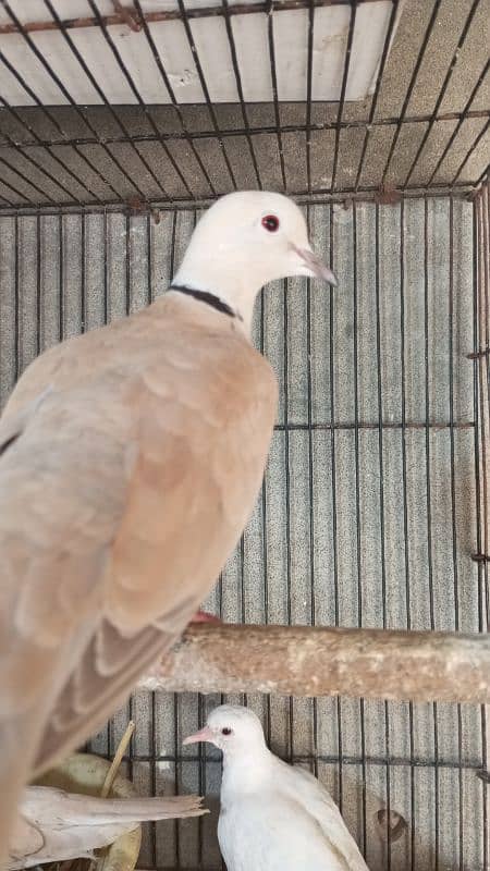 khumray pair for sale with 2 baby and desi hens pair for sale 4