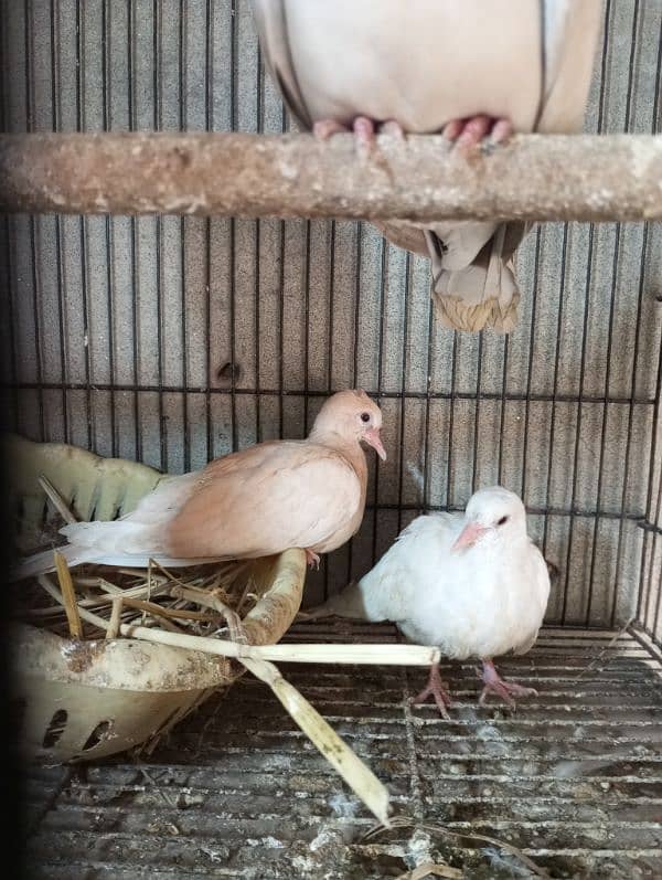 khumray pair for sale with 2 baby and desi hens pair for sale 6