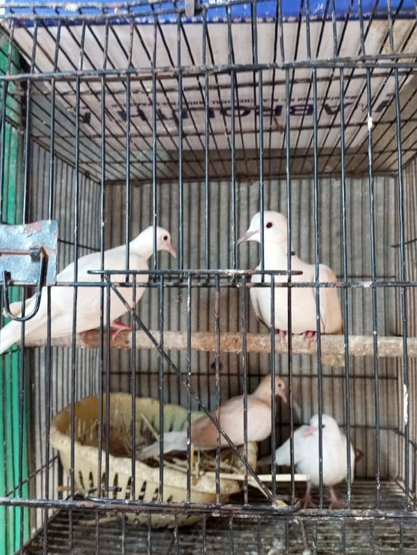 khumray pair for sale with 2 baby and desi hens pair for sale 7