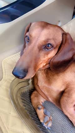 Dachshund Male available for Rehoming