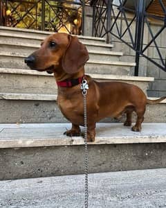 Extremely Cute Dachshund Male available for Rehoming