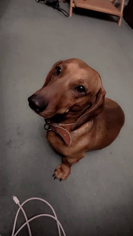 Extremely Cute Dachshund Male available for Rehoming 2