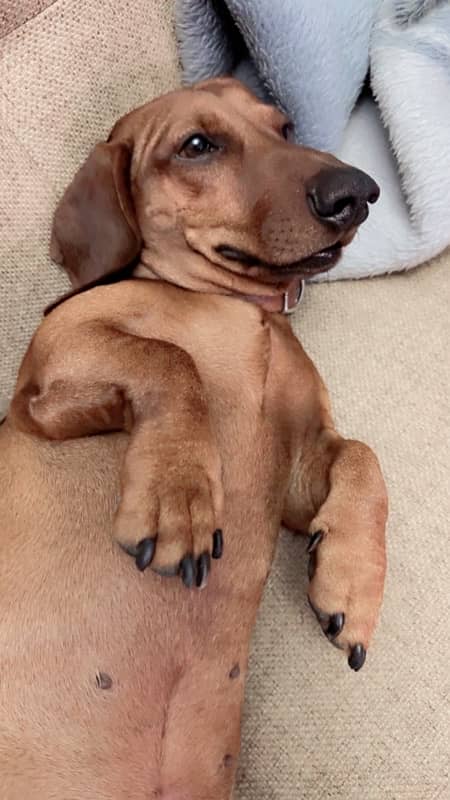 Extremely Cute Dachshund Male available for Rehoming 4