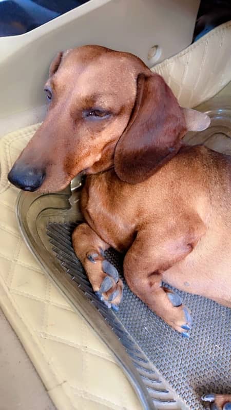 Extremely Cute Dachshund Male available for Rehoming 5