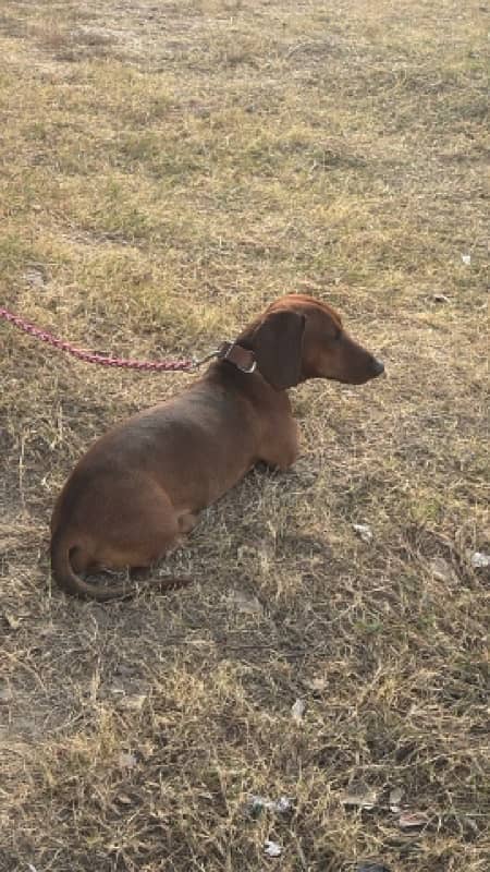 Extremely Cute Dachshund Male available for Rehoming 7