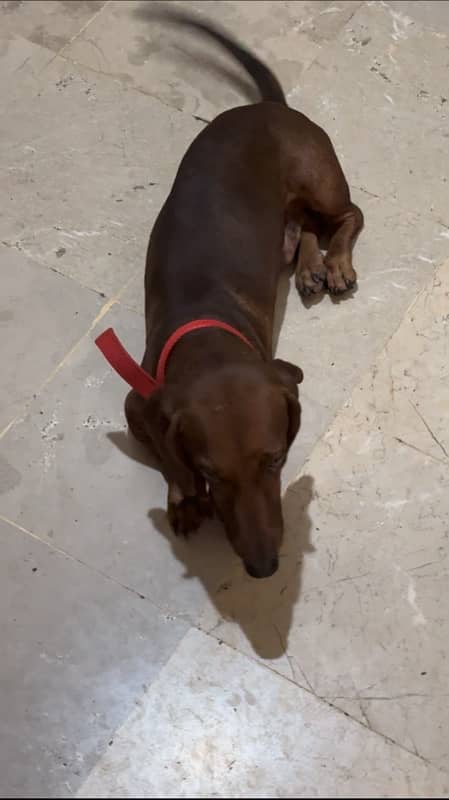 Extremely Cute Dachshund Male available for Rehoming 8