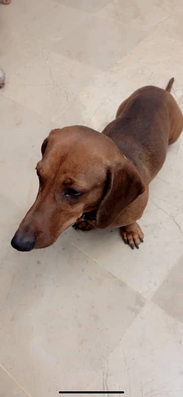 Extremely Cute Dachshund Male available for Rehoming 9