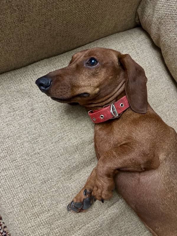 Extremely Cute Dachshund Male available for Rehoming 10