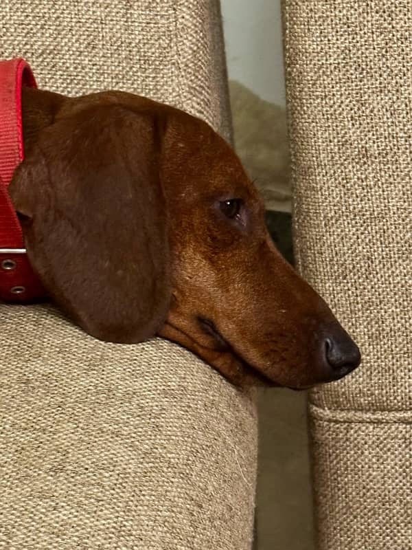 Extremely Cute Dachshund Male available for Rehoming 13