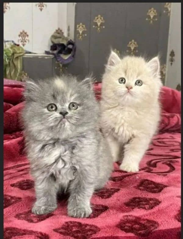 persian kittens triple coat pair for sale contact whatsap 03292450894 0