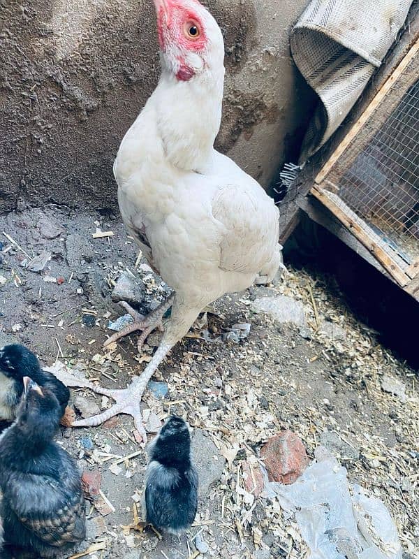 Hera aseel hen with 6 java male chiks 1